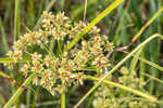 Green flatsedge